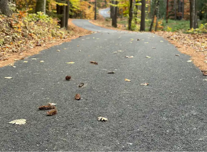 Close-up of a smooth asphalt pathway winding through a forest with autumn leaves and pine cones scattered on the surface